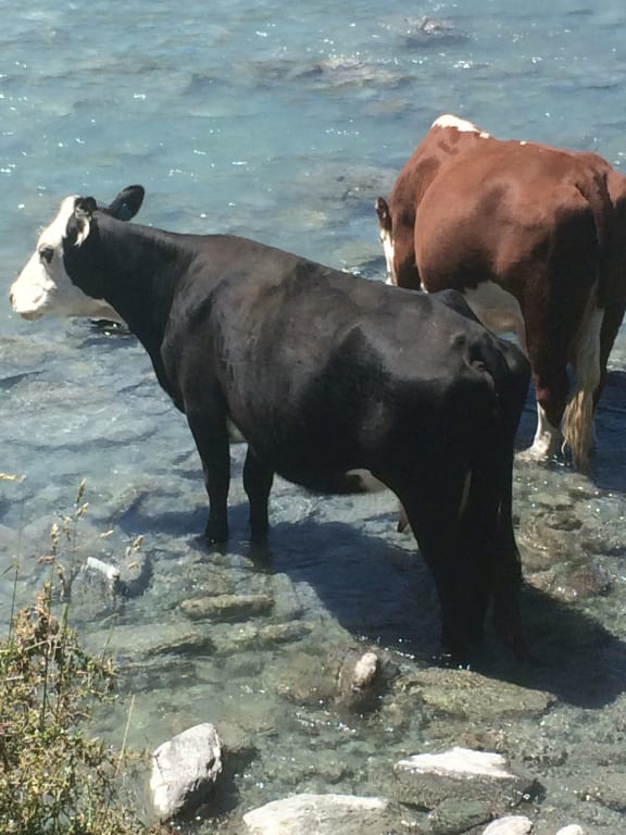 Cattle in Matukituki Valley
