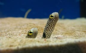 The tiny spotted garden eel.