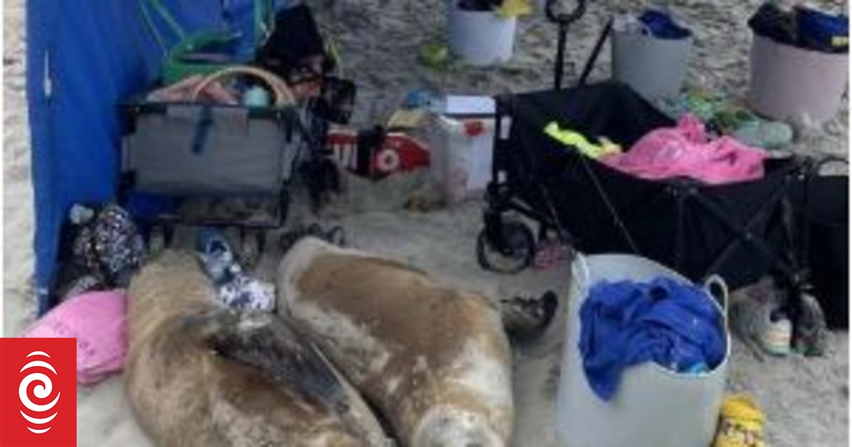 Perfect spot: Sea lions invade tent for nap - Vimarsana News