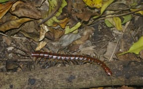 Centipede Cormocephalus rubriceps