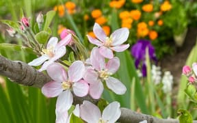 Blossom