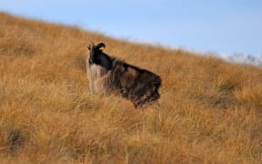 Bull himalayan tahr, hemitragus jemlahicus, in the high country in New Zealand.