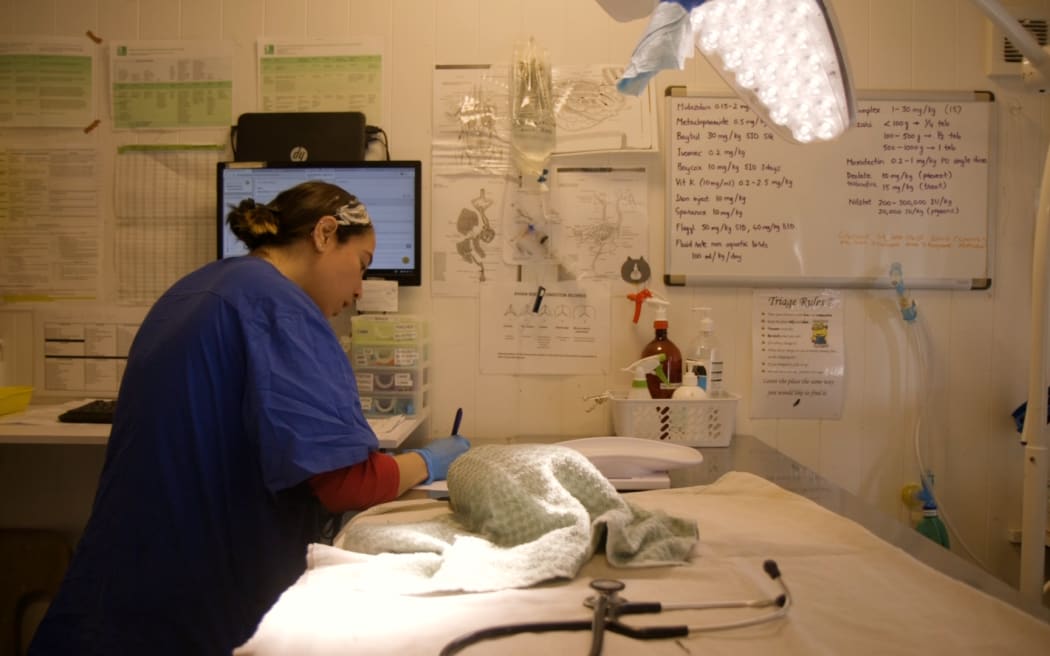 Daniela Martinez, Vet Team, BirdCare Aotearoa