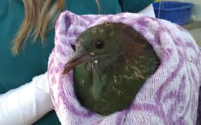 Kereru at Dunedin Wildlife Hospital