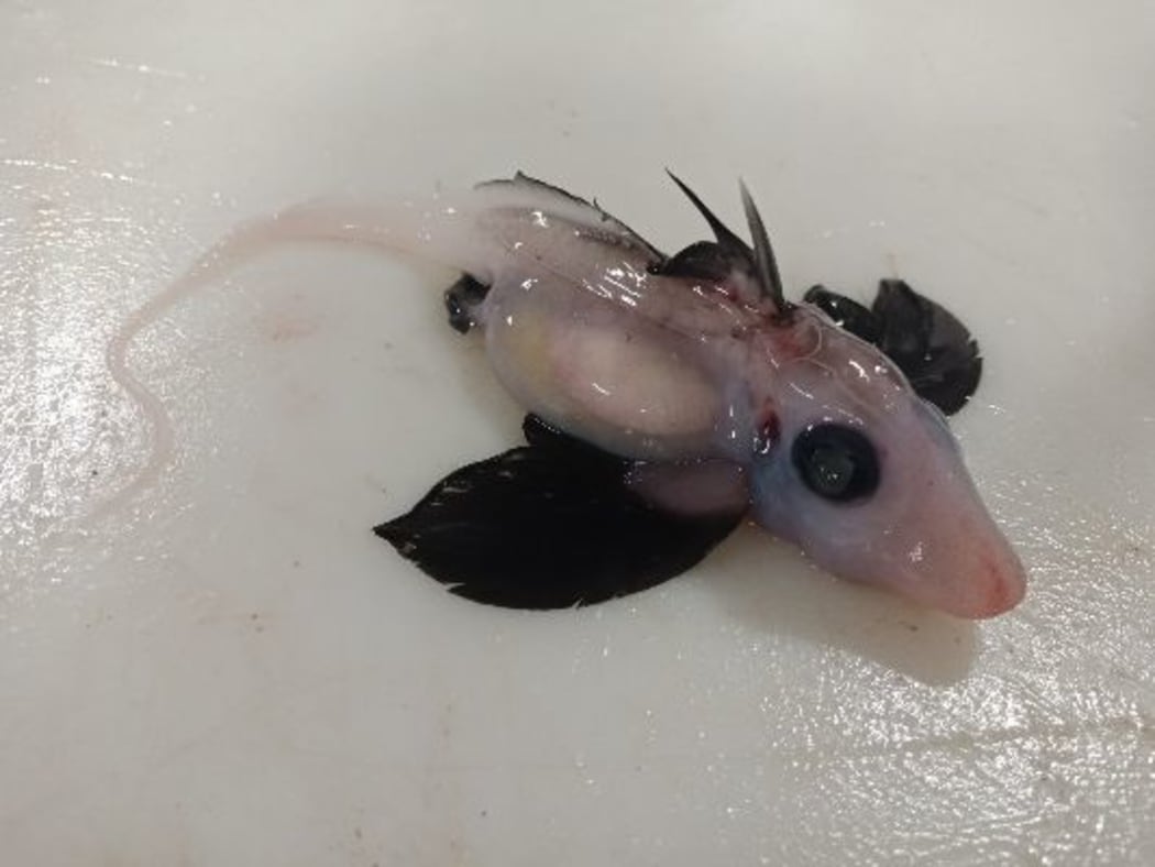 A newly hatched ghost shark found on the Chatham Rise, off the east coast of the South Island.