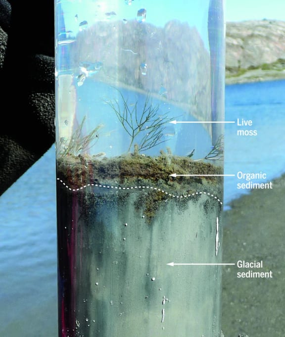 Sediment core in a clear perspex tube, with a large length of grey glacier sediments and a smaller band of muddy brown sediments at the top