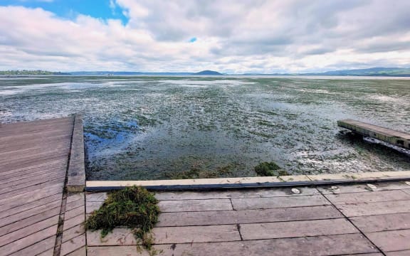 Rotorua lake weed