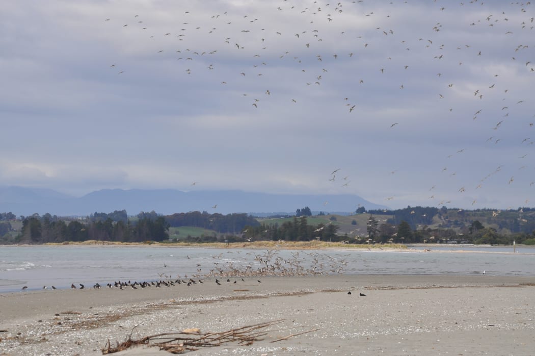 Eastern bar-tailed godwits on the Motueka sandspit.