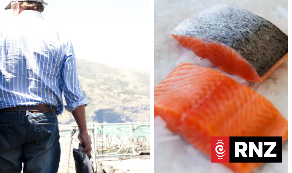 Akaroa Salmon - an experiment that proved successful | RNZ
