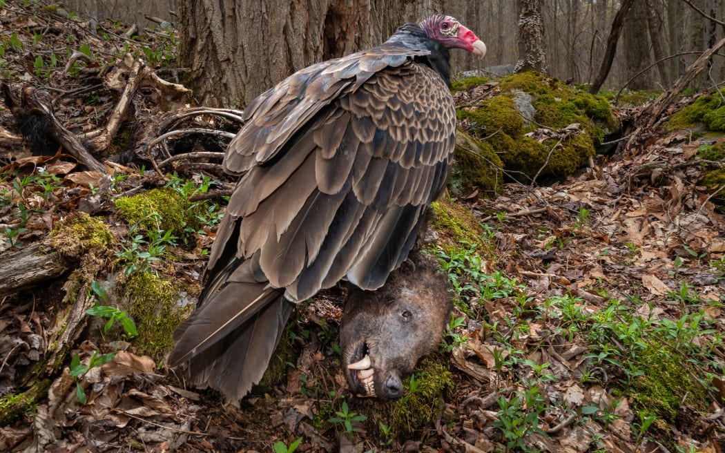 A Turkey Vulture in West Virginia