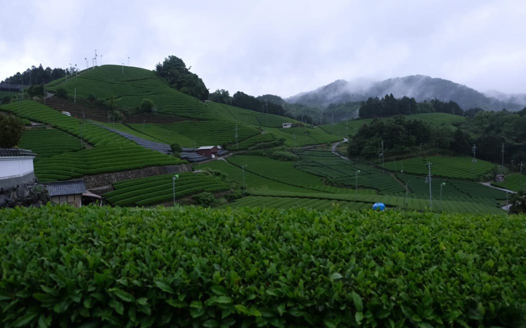 The matcha farm in Kyoto, Japan where Thea source their green tea leaves.