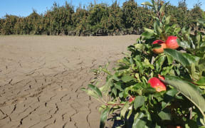 Silt drying and cracking at Lesley Wilson's orchard on Swamp Road in Hawkes Bay after Cyclone Gabrielle