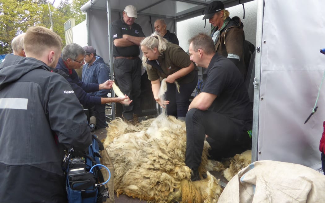 A section of wool is being selected to measure.