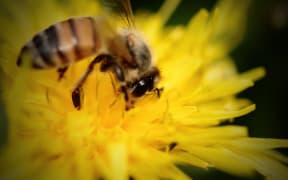 bee