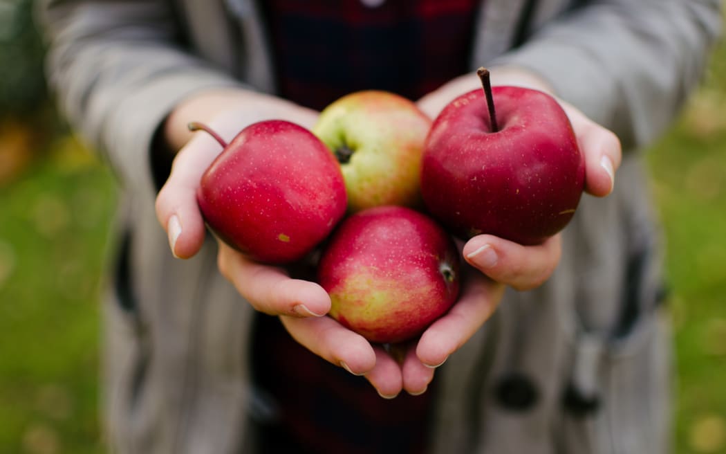 A person holds four shiny red and green apples in their cupped hands. They are wearing a grey cardigan and black t-shirt.