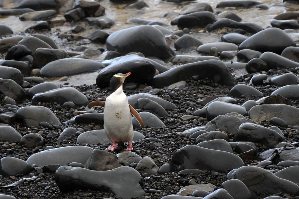The yellow-eyed penguin.