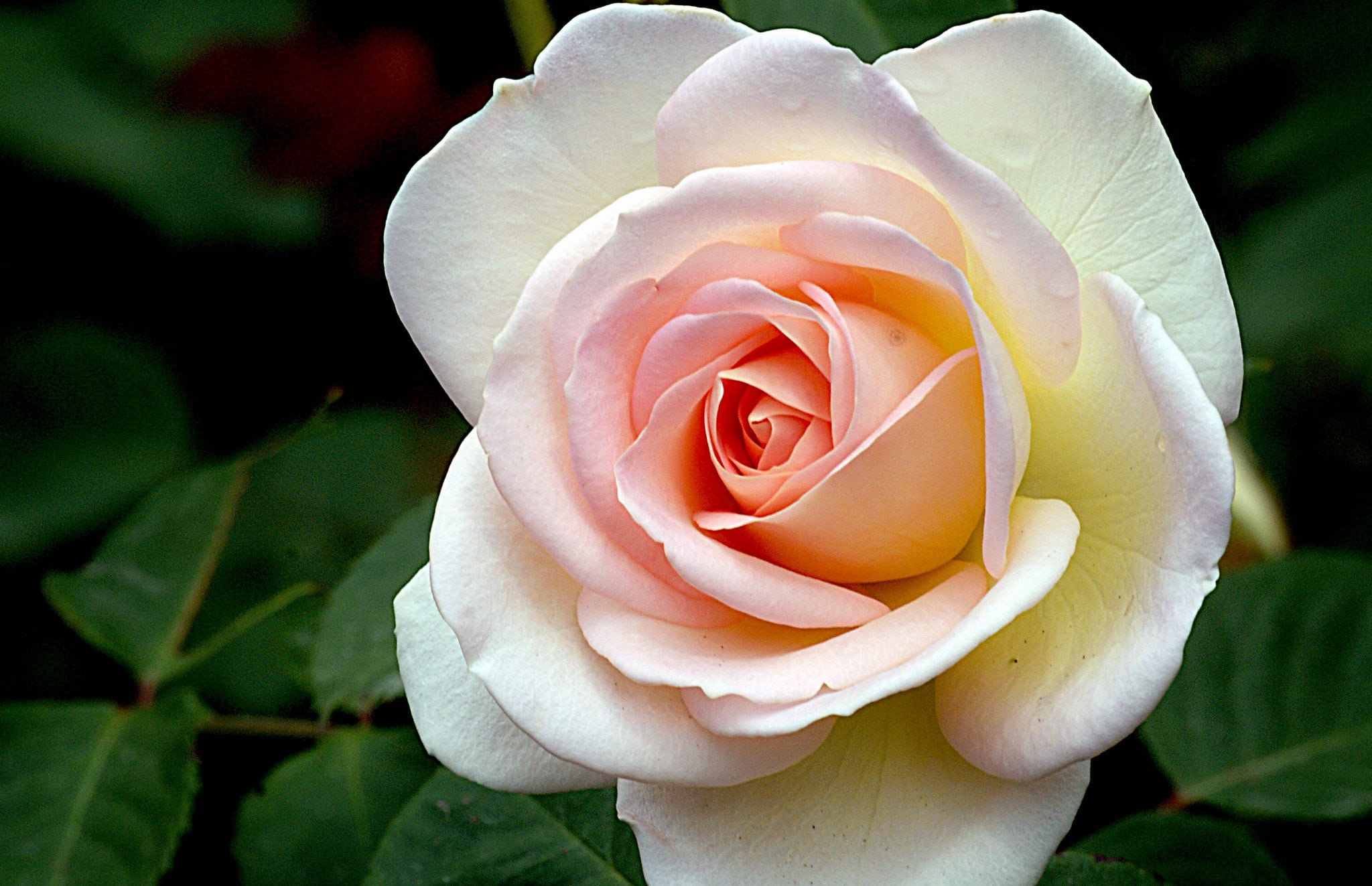 Nancy Steen rose