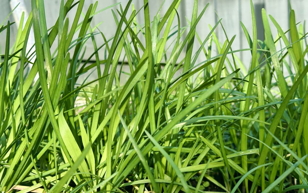 Spring Chinese chives.