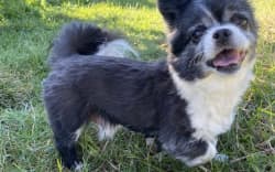 Charlie, an 11-year-old chihuahua cross, was killed by the neighbour’s dog after it jumped the fence.