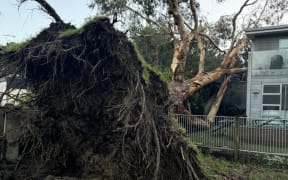 A couple in Meadowbank are furious after a tree that have pleaded with Auckland Council to have removed was ripped out of the ground in a fierce storm on the night on 29 May, ending up on their house.

Photos supplied via NZH - single use only.