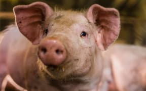 Young pig feeding indoor farm