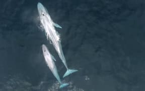 A baby pygmy blue whale is filmed nursing from its mother in what could be a world-first.