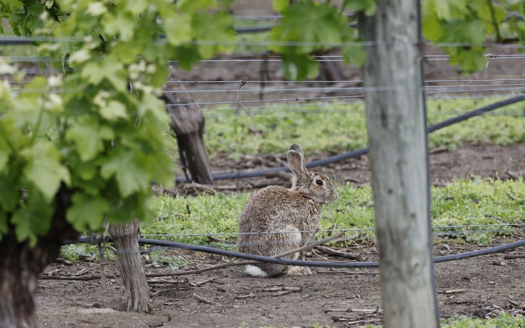 A rabbit in a vineyard near the Taylor River in October last year. SUPPLIED: MARLBOROUGH EXPRESS - SINGLE USE ONLY