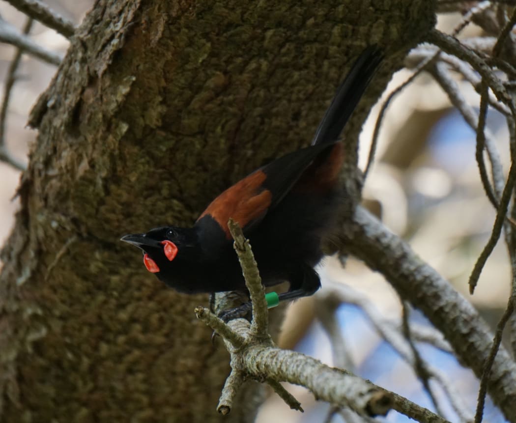 Tieke
