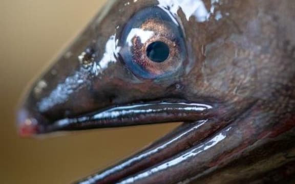 Migrating longfin eels develop particular physical characteristics including a blue ring around the eye. Their stomachs shrink and they cease eating.
