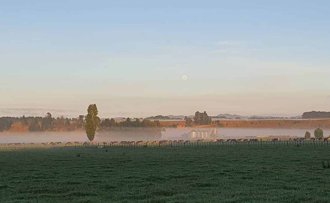 Dairy cows after morning milking in Wairarapa