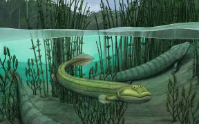 Qikiqtania wakei (middle) was more suited to swimming than its larger cousin Tiktaalik (top)