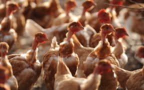chickens