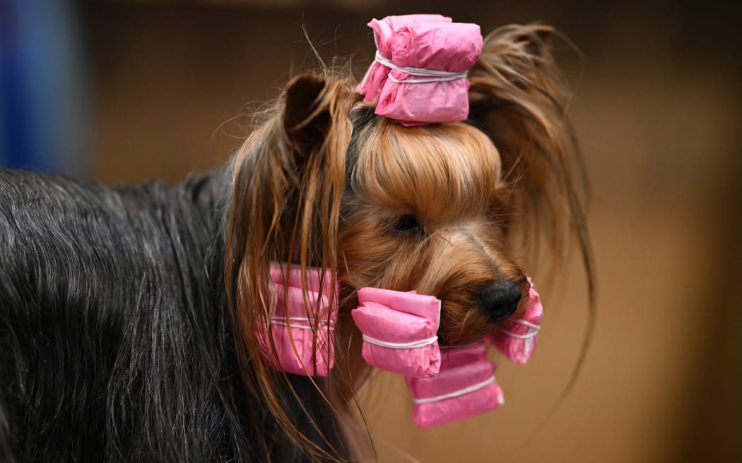 A Yorkshire Terrier is prepared in the Toy and Utility class on the first day of the Crufts dog show at the National Exhibition Centre in Birmingham, central England, on March 7, 2024. (Photo by Oli SCARFF / AFP)