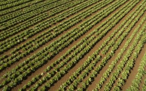 Lettuce crops being grown in market gardens in Pukekohe.