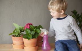 Toddler watering potted flower in indoor garden (Photo by Tiina & Geir / Cultura Creative / Cultura Creative via AFP)