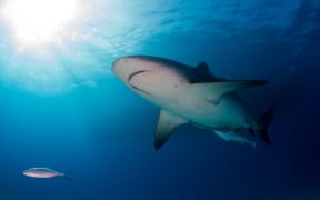 Bull shark.