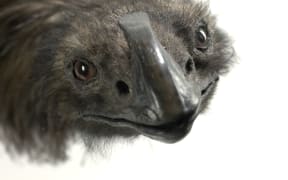 Coastal Moa specimen from Te Papa