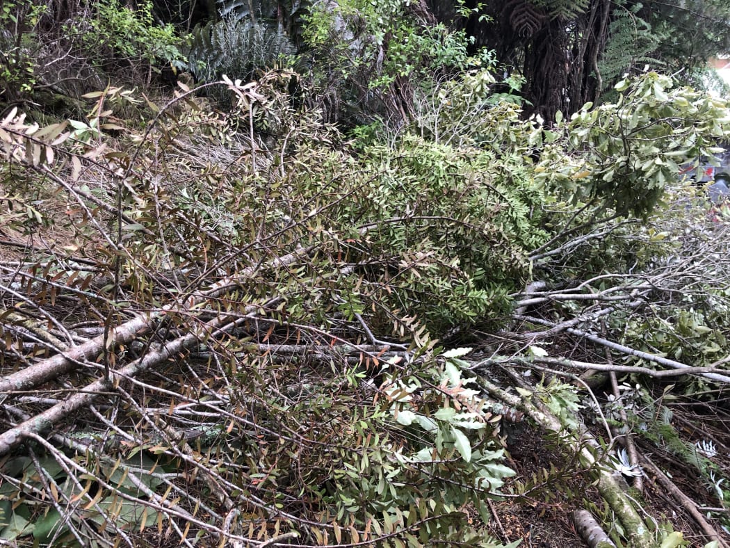A kauri felled by council contractors.