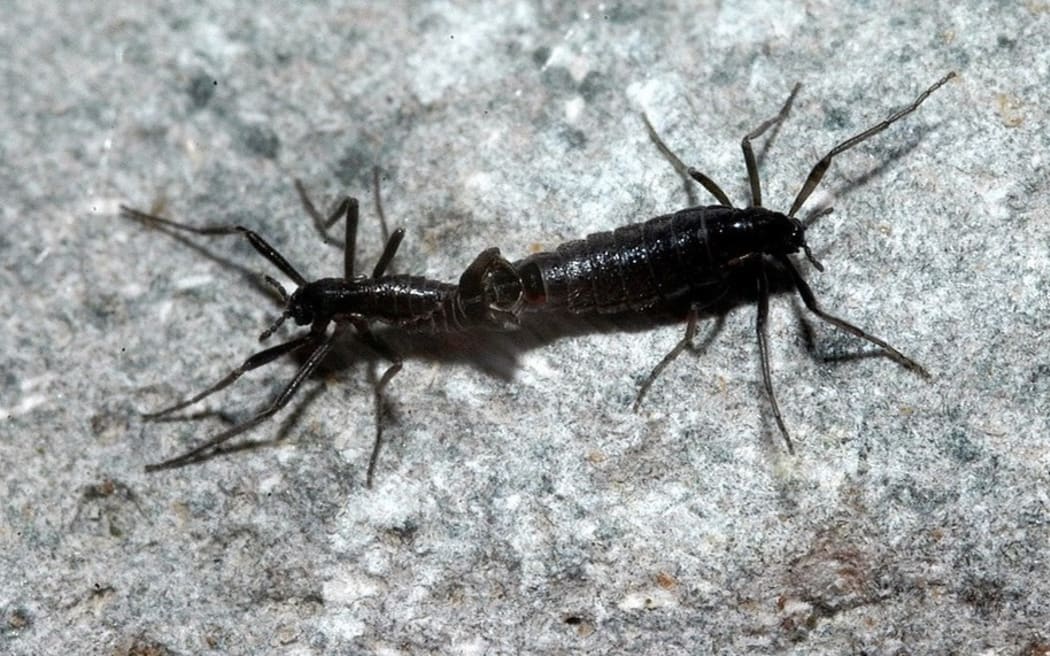 Antarctic midge
