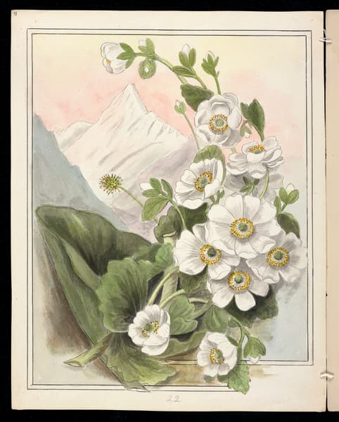 Emily Cumming Harris, Mount Cook lily – Ranunculus lyallii, plate 22 in ‘New Zealand Mountain Flora’, 1894–1910, ink and watercolour, 279 x 222mm.