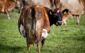 Organic Jersey cow on a Rongotea farm.