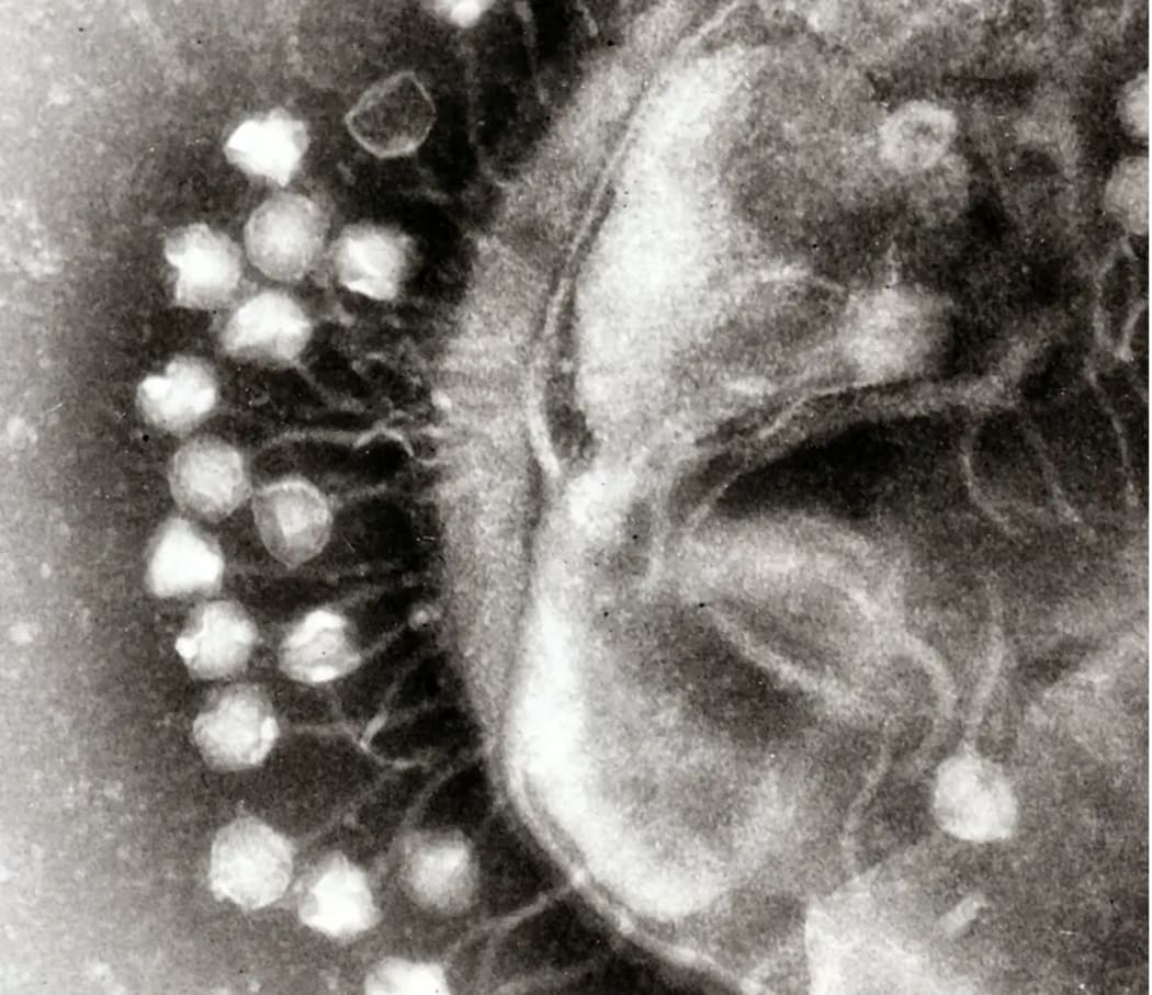 Phages attach to the outside of bacteria, initiating the killing process.