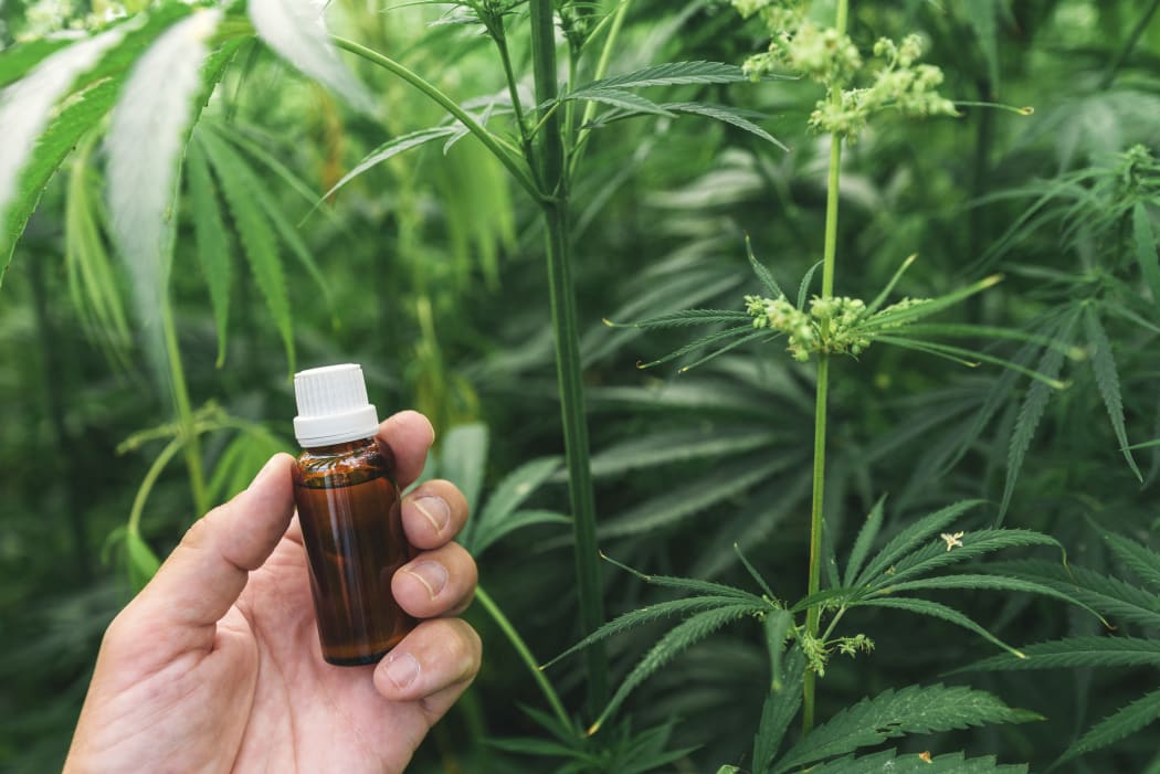 Farmer holding cannabidiol (CBD) bottle  in cannabis field. (Photo by IGOR STEVANOVIC / SCIENCE PHOTO / IST / Science Photo Library via AFP)