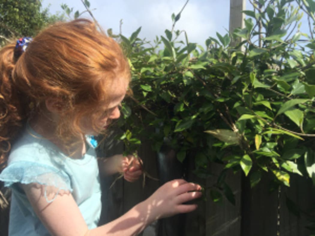 Margaret Stanley's daughter collecting seeds from Kaihua - Native Jasmine.