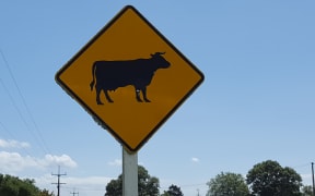 Cows crossing