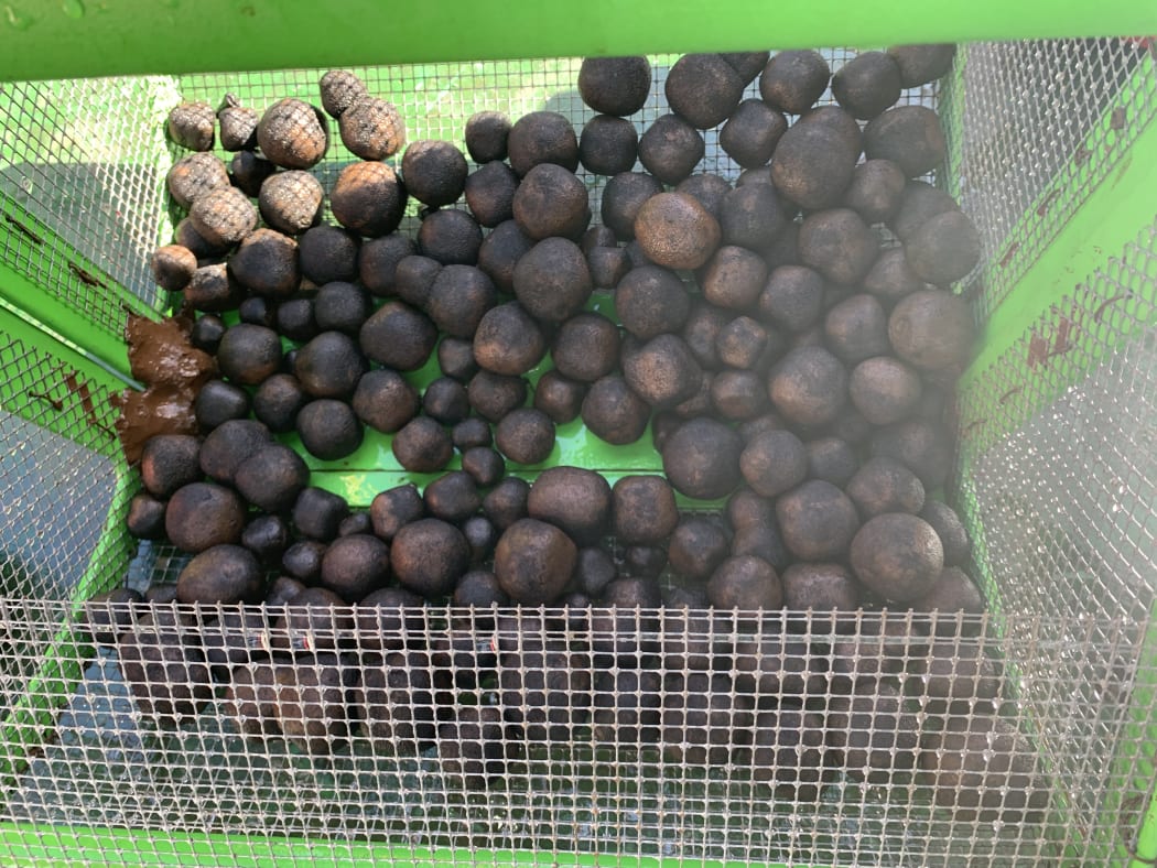Recovered nodules