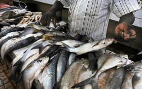 Fresh fish for sale in Nadi fish market in Viti levu Island, Fiji.