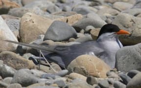 Black-fronted tern on the Ashley Rakahuri River
