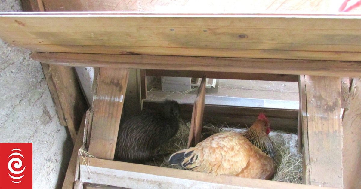 Kiwi takes a nap in Far North woman's chicken coop - Vimarsana News