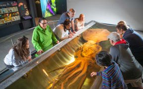 People crowd around the colossal squid tank at Te Papa.